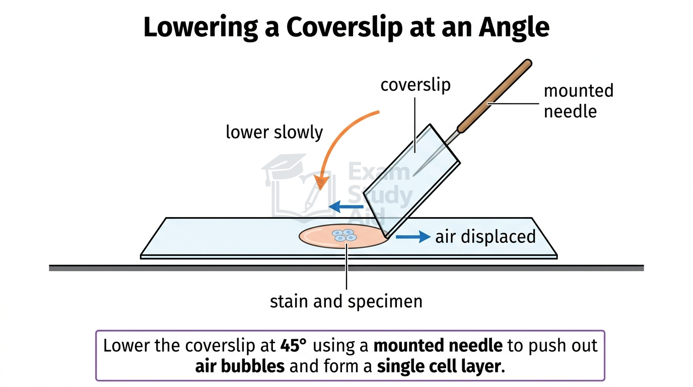 Diagram of lowering a coverslip at 45 degrees with a mounted needle onto stain and specimen so trapped air is displaced, forming a single cell layer.