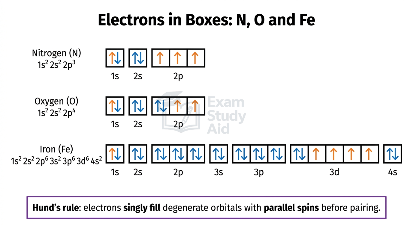 Electrons-in-boxes diagrams for nitrogen, oxygen and iron showing arrows singly filling degenerate orbitals with parallel spins before pairing per Hund's rule.