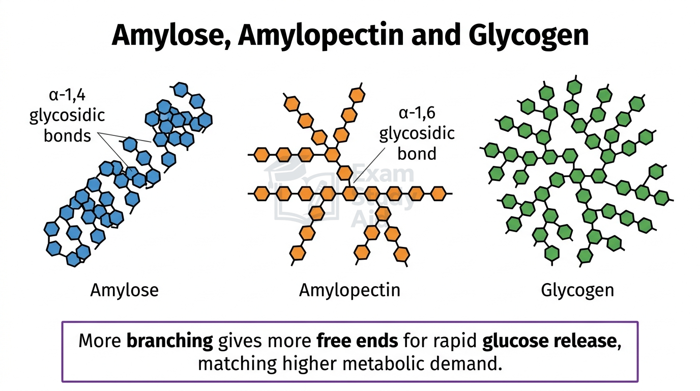 Comparison of amylose, amylopectin and glycogen showing increasing branching from linear amylose to highly branched glycogen, with alpha-1,4 and alpha-1,6 glycosidic bonds labelled.