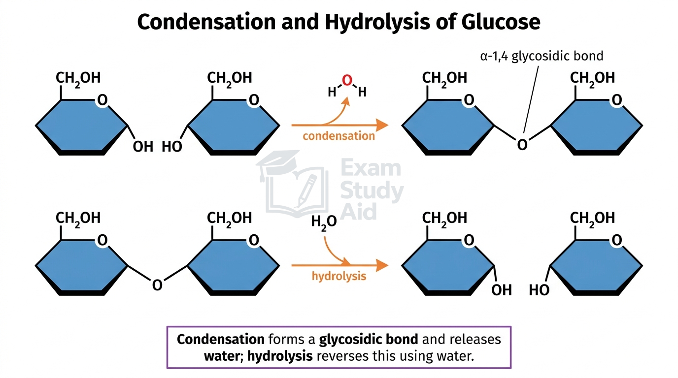 Condensation joining two glucose rings into an alpha-1,4 glycosidic bond releasing water, and the reverse hydrolysis reaction adding water to break the bond.