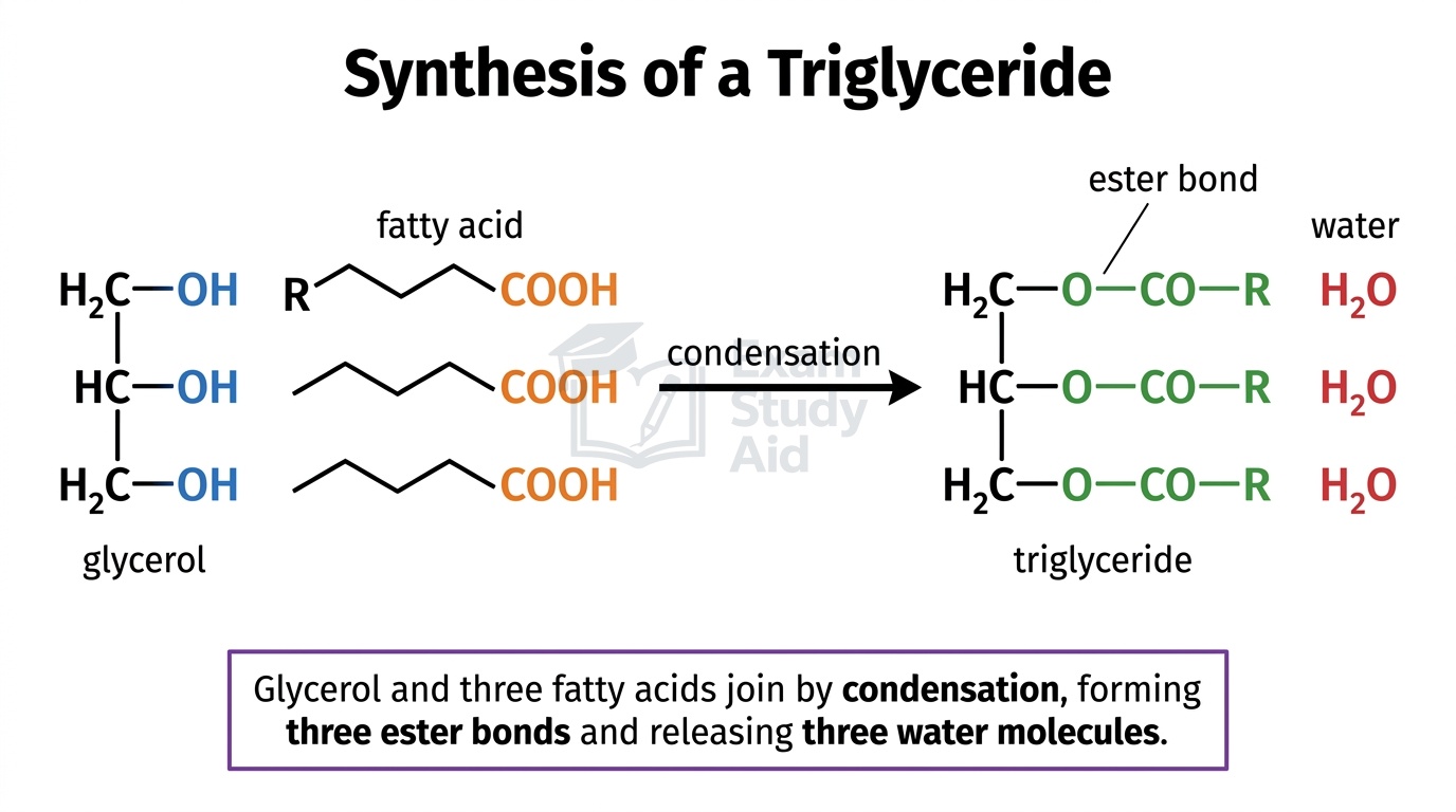 Synthesis of a triglyceride: glycerol with three hydroxyl groups reacting with three fatty acid COOH groups by condensation, forming three ester bonds and releasing three water molecules.