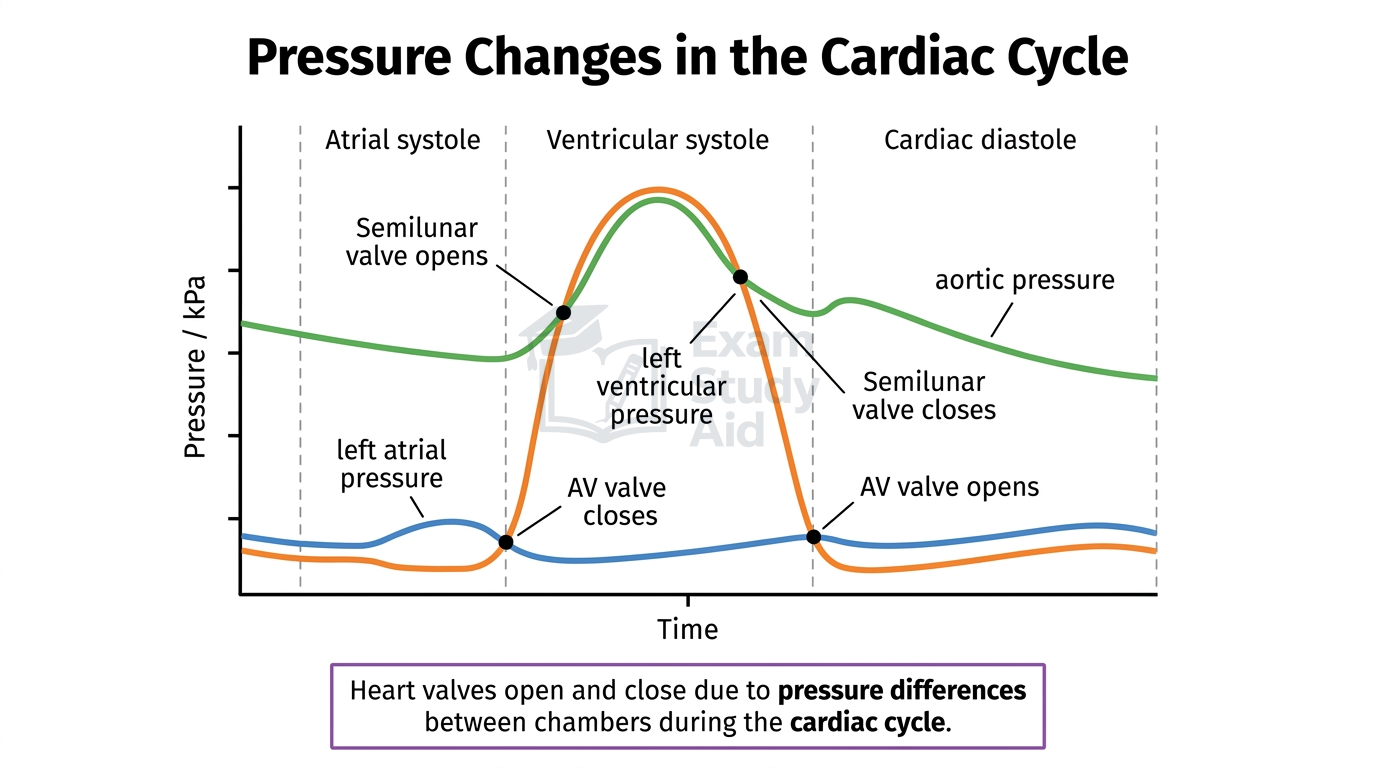 Pressure-time graph of the cardiac cycle showing aortic, left ventricular and left atrial pressures with points where AV and semilunar valves open and close across systole and diastole.