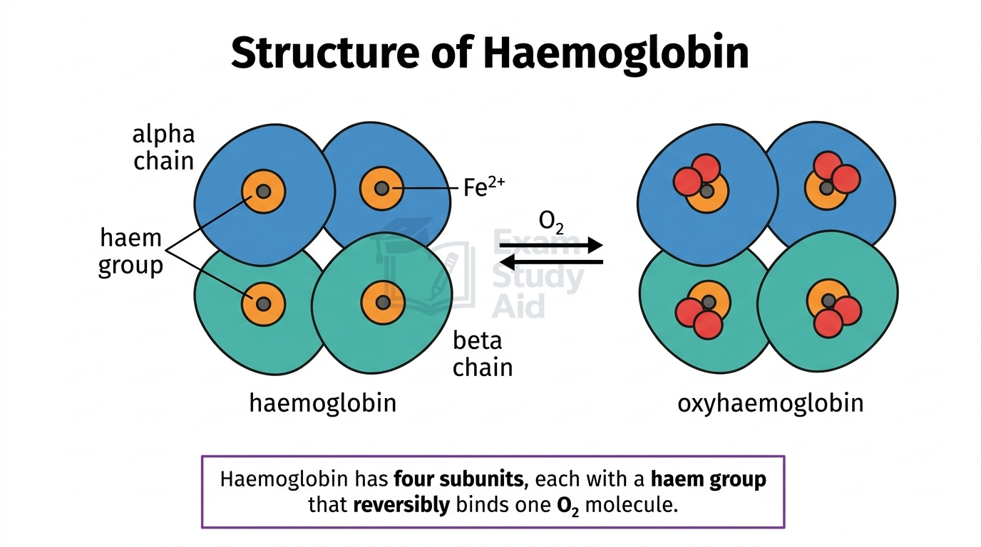 Haemoglobin with four subunits each holding a haem group and iron(II) ion, reversibly binding oxygen to form oxyhaemoglobin carrying four oxygen molecules.