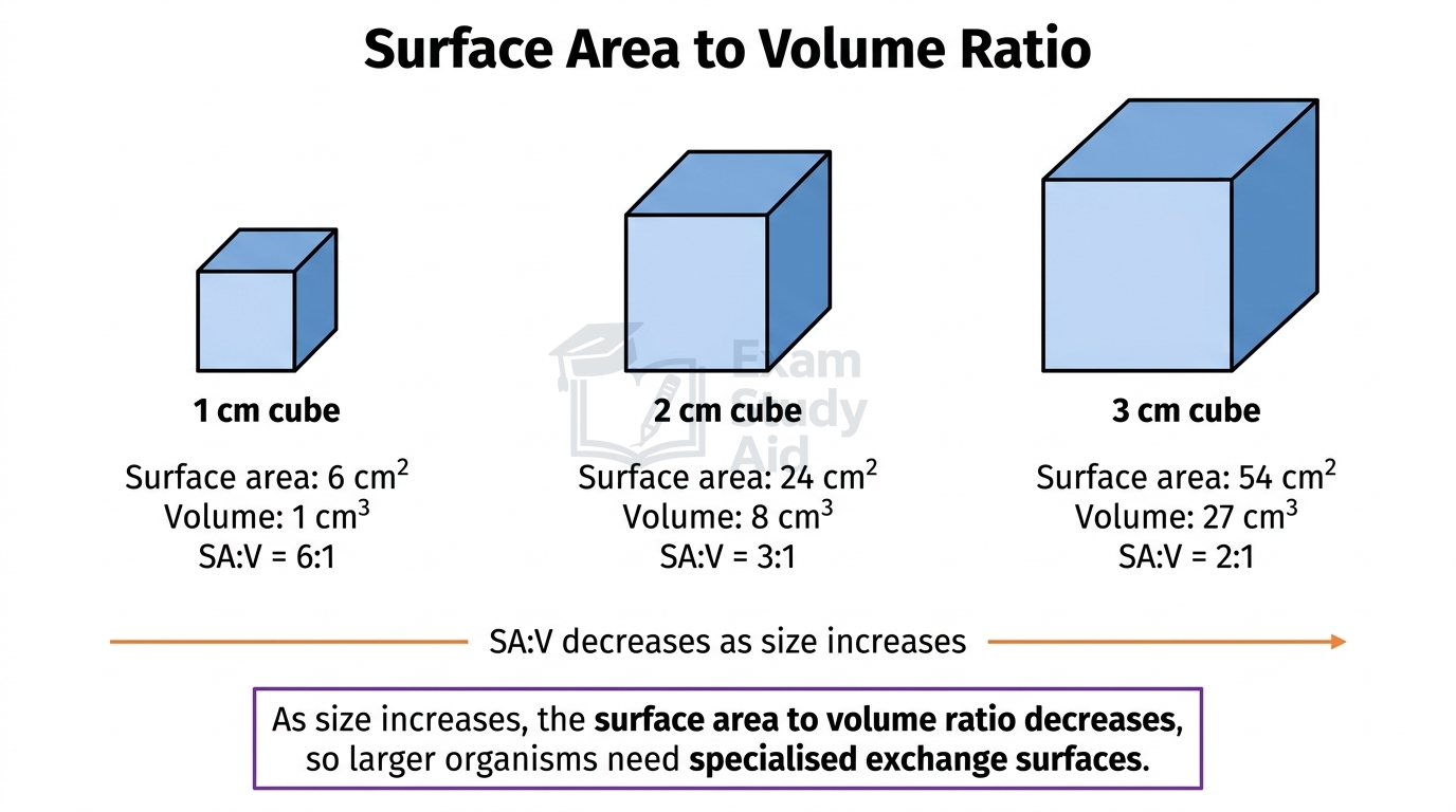 Three cubes of increasing size with their surface area, volume and surface-area-to-volume ratio, showing the ratio falling from 6:1 to 2:1 as size increases.