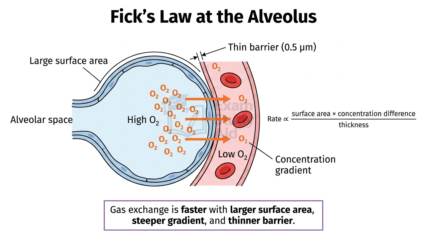 Fick's Law at the alveolus showing a large surface area, thin 0.5 micrometre barrier and oxygen concentration gradient from high alveolar to low capillary oxygen.