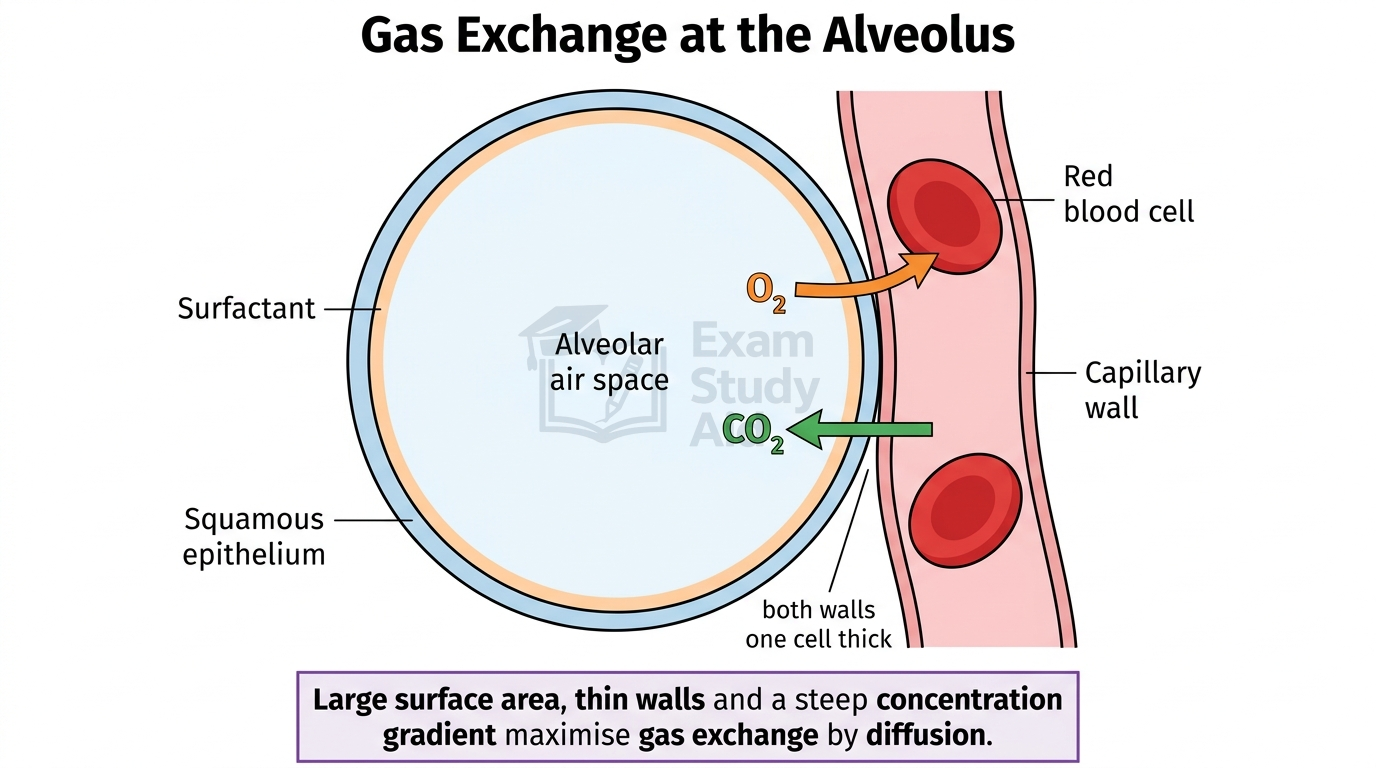Gas exchange at an alveolus with surfactant-lined squamous epithelium and capillary wall both one cell thick, oxygen diffusing into and carbon dioxide out of red blood cells.