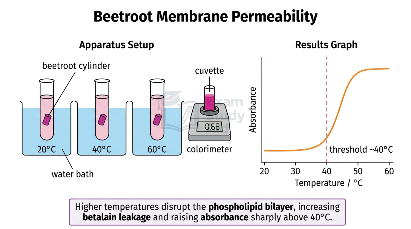 Beetroot permeability practical with cylinders in water baths at 20, 40 and 60 degrees, a colorimeter measuring absorbance, and a graph of leakage rising sharply above 40 degrees.