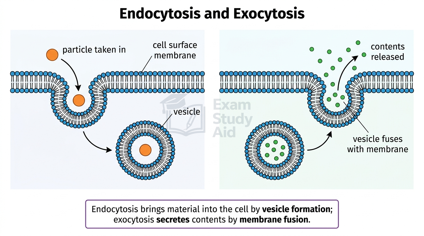 Endocytosis and exocytosis diagrams: cell membrane invaginating to take a particle into a vesicle, and a vesicle fusing with the membrane to release its contents.