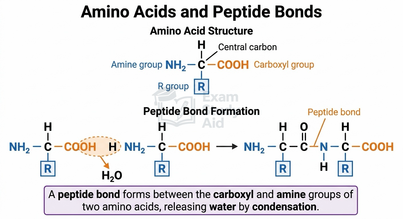 Amino acid structure with central carbon, amine, carboxyl and R groups, and peptide bond formation joining two amino acids by condensation releasing water.