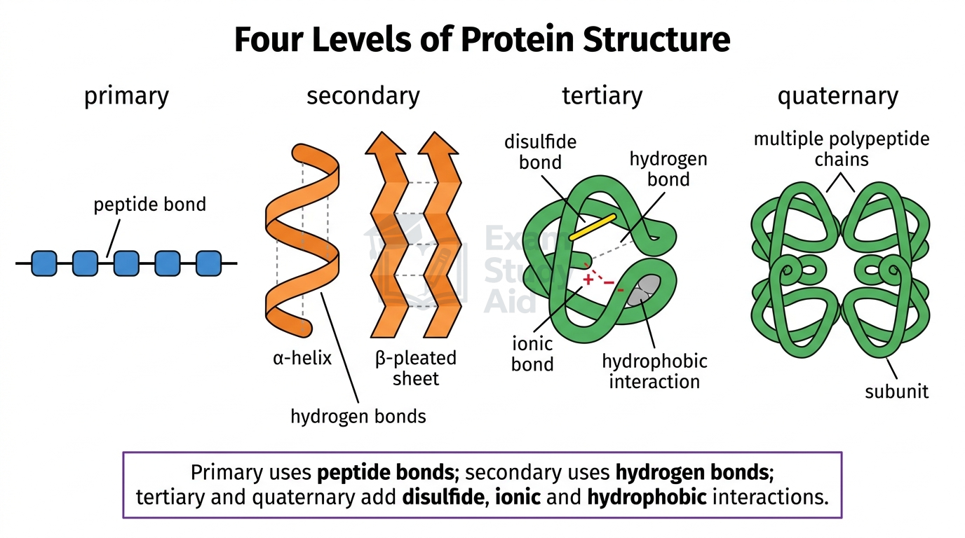 Four levels of protein structure: primary chain, secondary alpha-helix and beta-pleated sheet, tertiary folding, and quaternary multi-chain assembly with stabilising bonds.