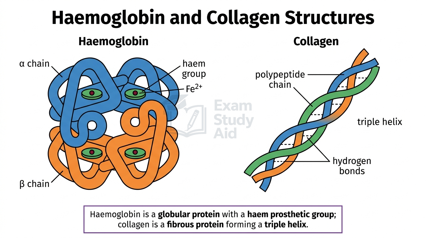 Haemoglobin shown as four globular chains each with a haem group, beside collagen shown as three polypeptide chains twisted into a triple helix.
