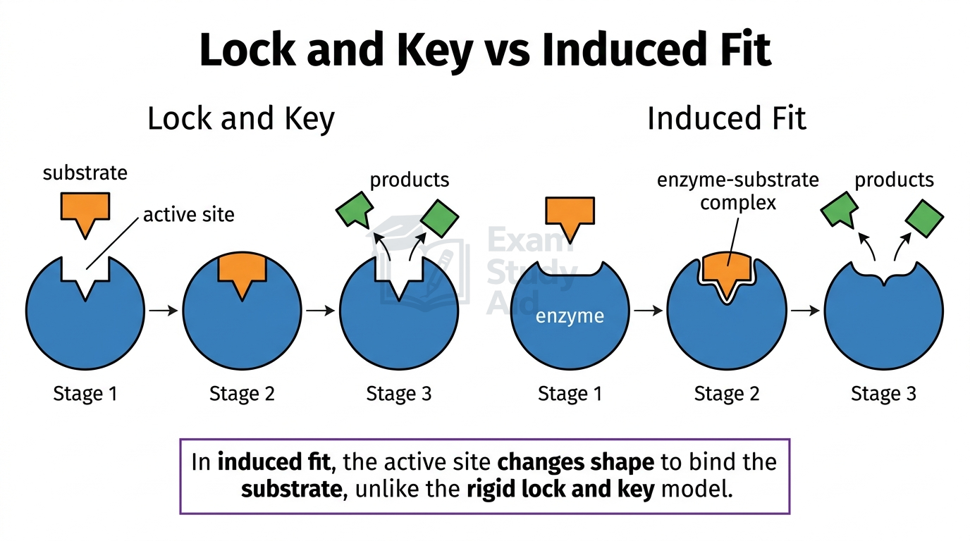 Comparison of lock-and-key model with rigid active site and induced-fit model where the active site changes shape to bind the substrate.