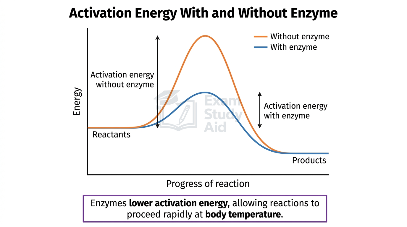 Energy profile graph showing a lower activation energy peak with enzyme than without, plotting energy against progress of reaction from reactants to products.