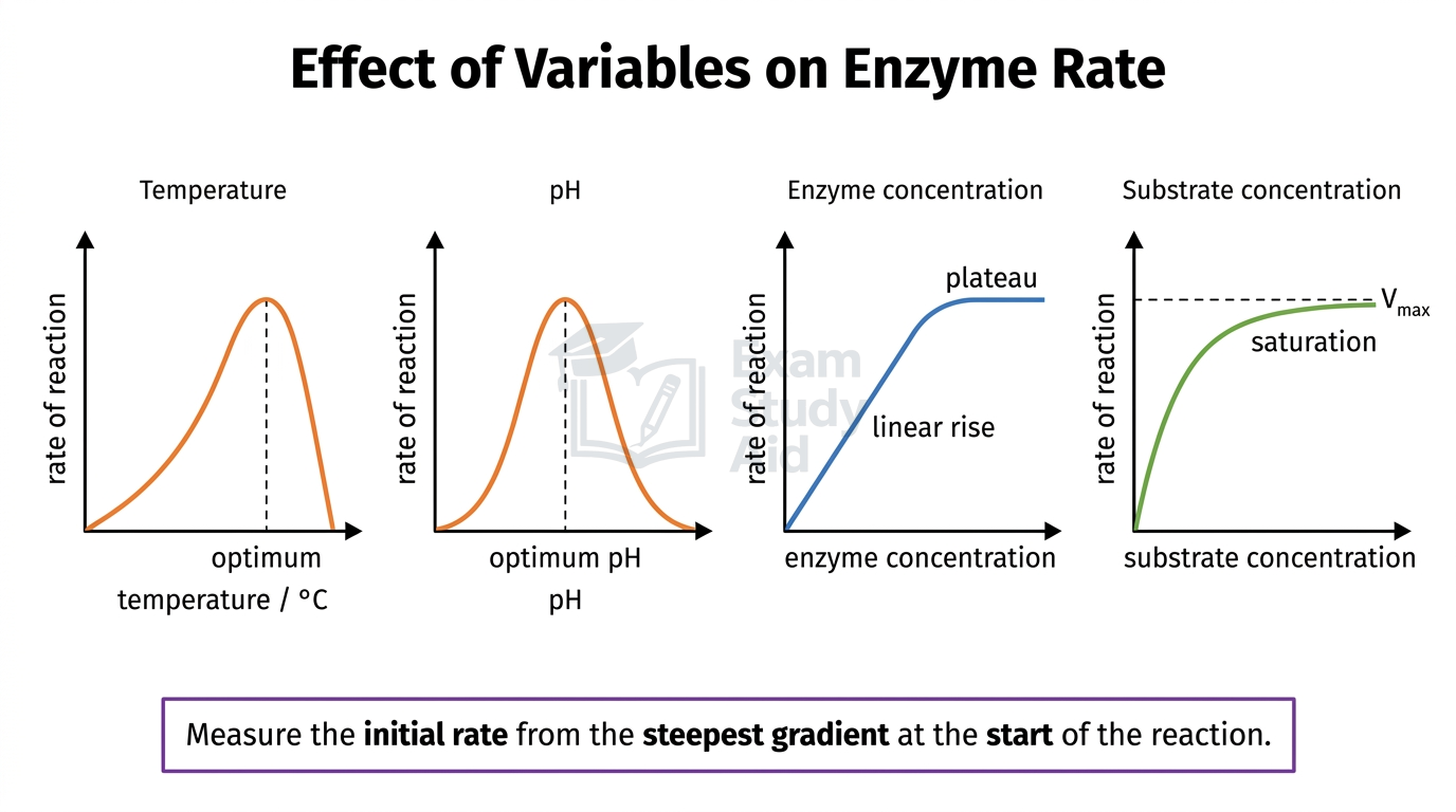 Four graphs of enzyme reaction rate versus temperature, pH, enzyme concentration and substrate concentration, showing optimum peaks, linear rise, plateau and saturation.