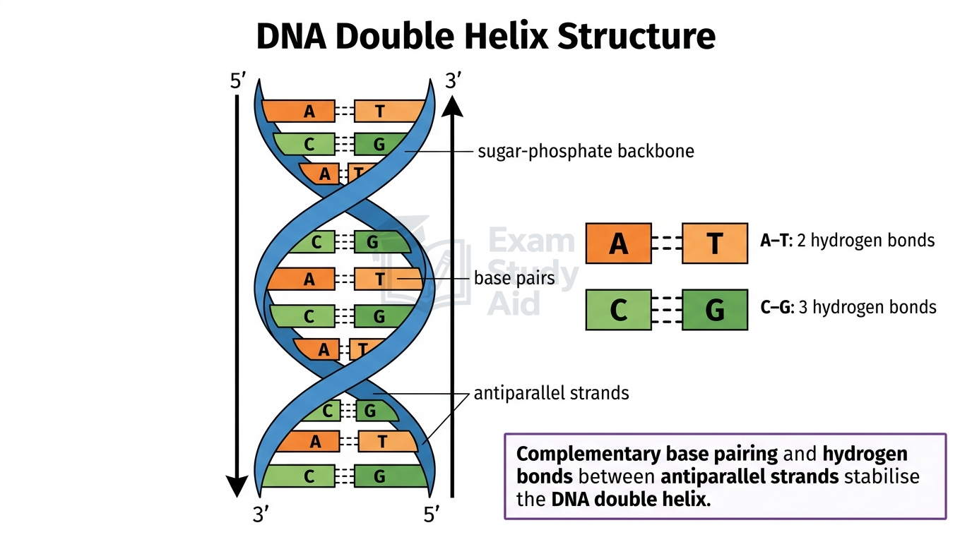 DNA double helix with antiparallel sugar-phosphate backbones and base pairs, showing adenine-thymine held by two and cytosine-guanine by three hydrogen bonds.