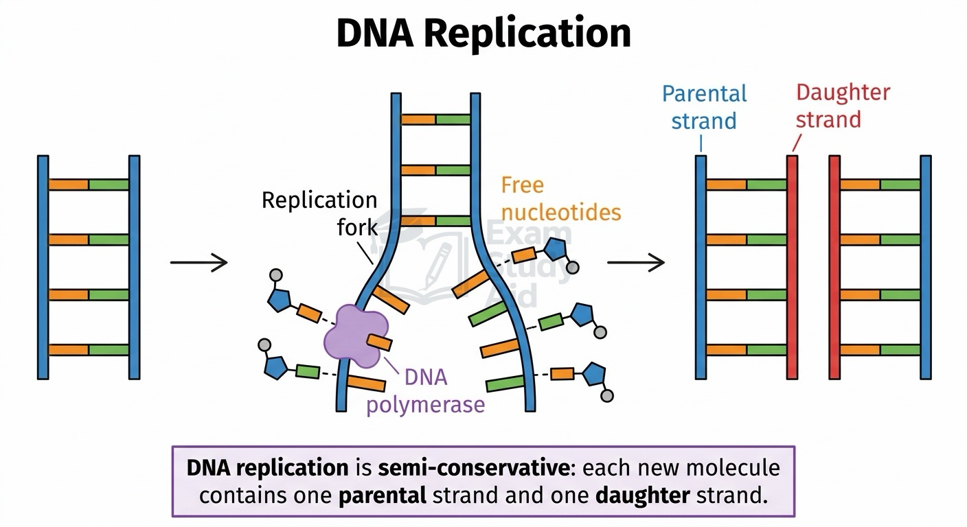 DNA replication at a replication fork with DNA polymerase and free nucleotides producing two molecules each with one parental and one daughter strand.