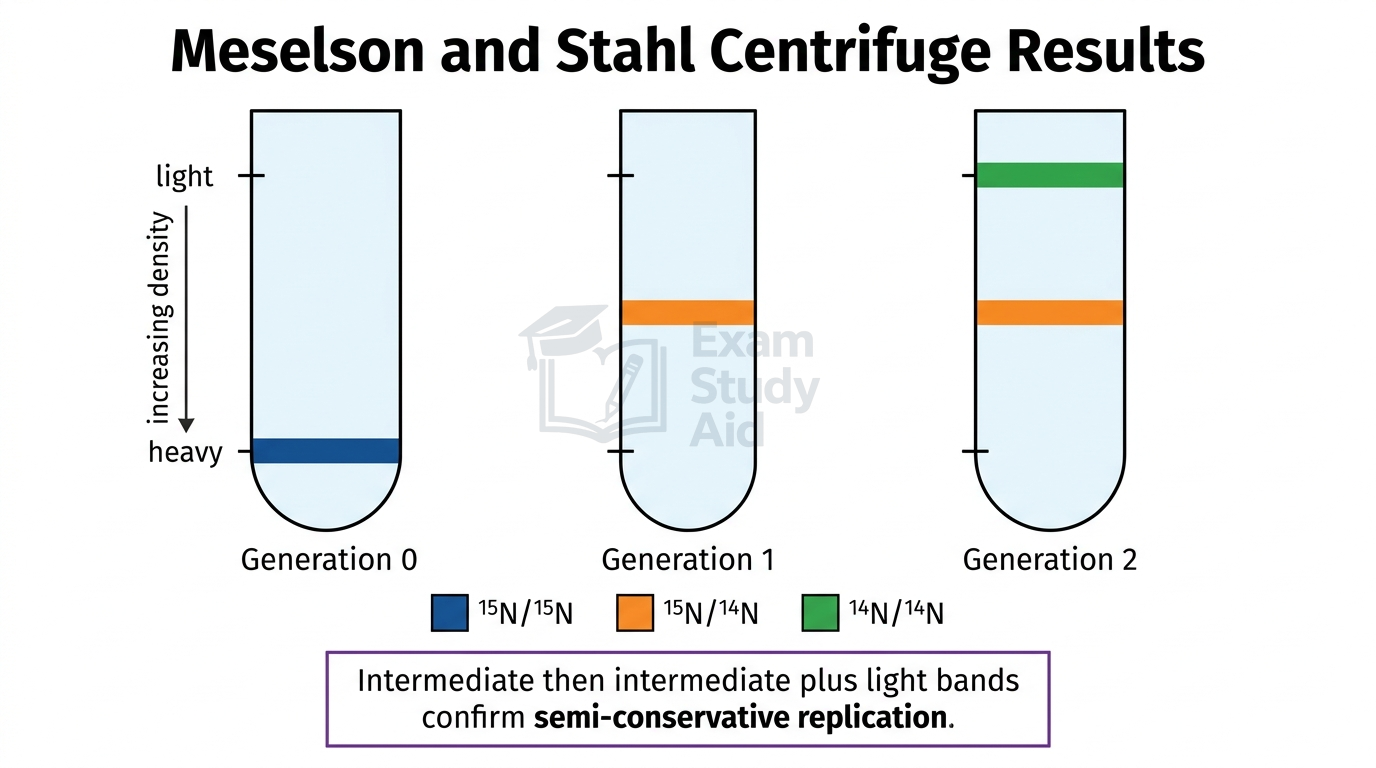 Three centrifuge tubes for Meselson and Stahl showing heavy DNA band at generation 0, intermediate band at generation 1, and intermediate plus light bands at generation 2.