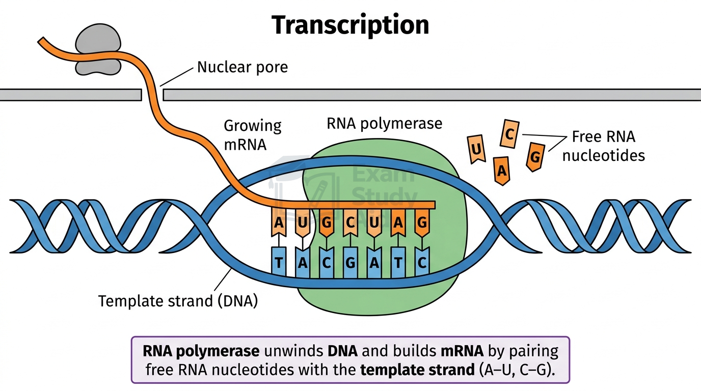 Transcription diagram with RNA polymerase unwinding DNA and building a growing mRNA strand from free RNA nucleotides, which exits through a nuclear pore.