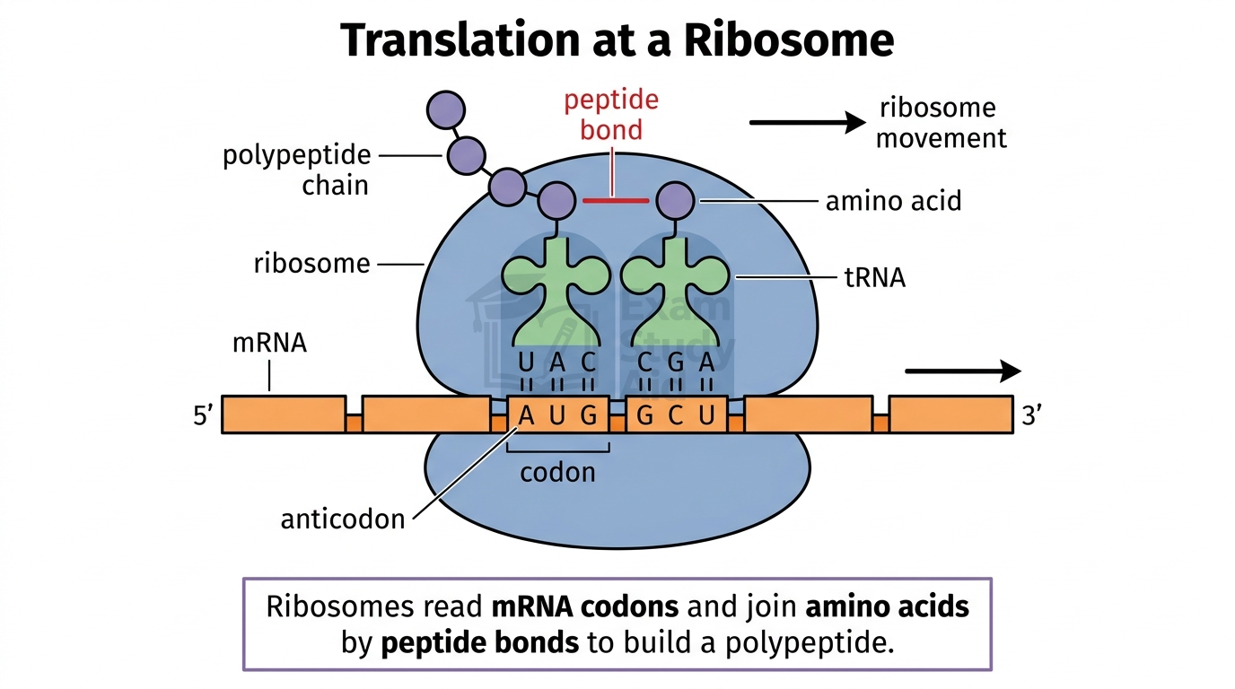 Translation at a ribosome showing mRNA codons pairing with tRNA anticodons, delivering amino acids joined by peptide bonds into a growing polypeptide chain.