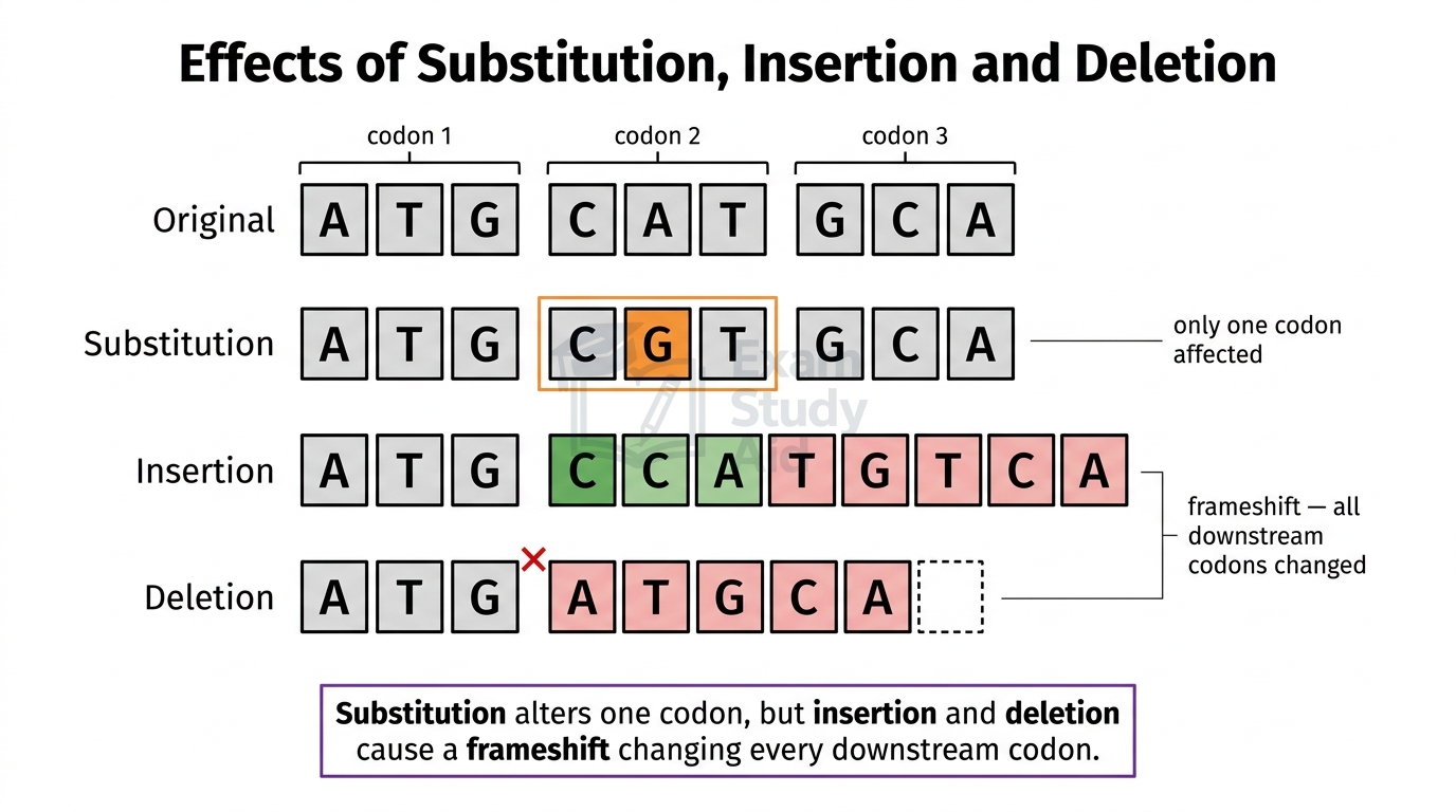 Base sequences comparing substitution affecting one codon with insertion and deletion causing a frame shift that changes every downstream codon.