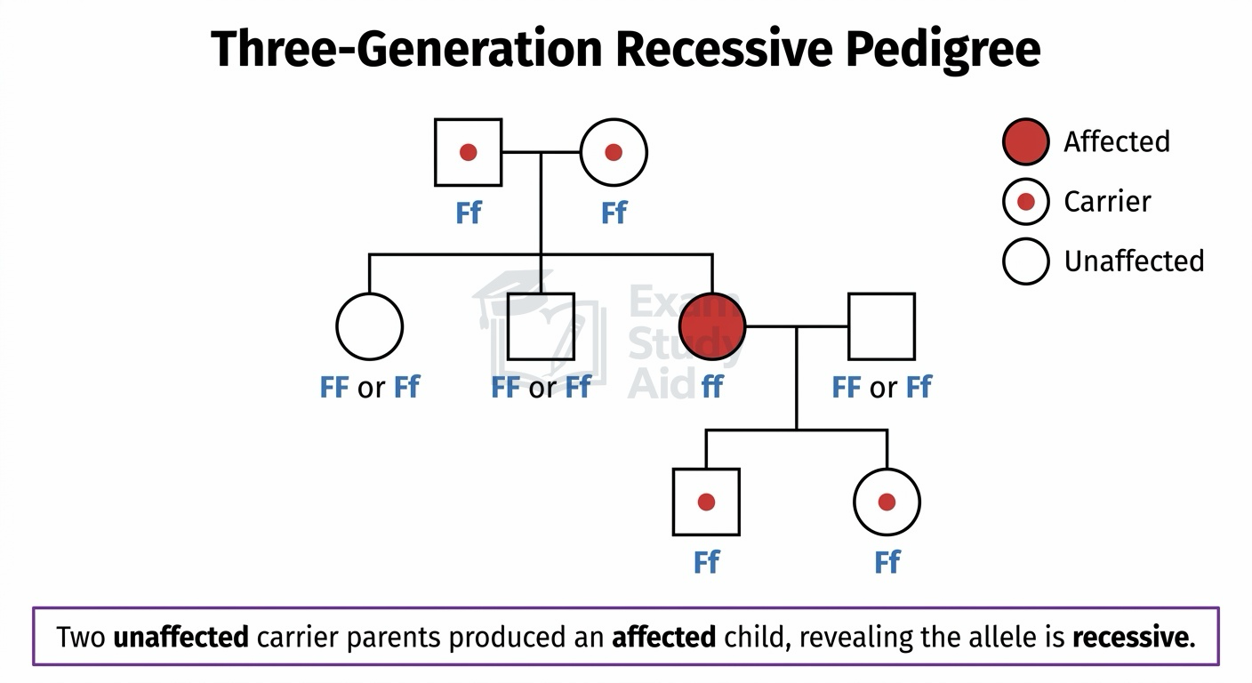 Three-generation pedigree where two unaffected carrier parents produce an affected child, using shaded, dotted and open symbols to show a recessive allele.