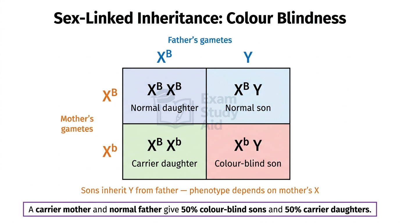 Punnett square for a carrier mother and normal father showing colour-blindness inheritance, giving normal and carrier daughters and normal and colour-blind sons.
