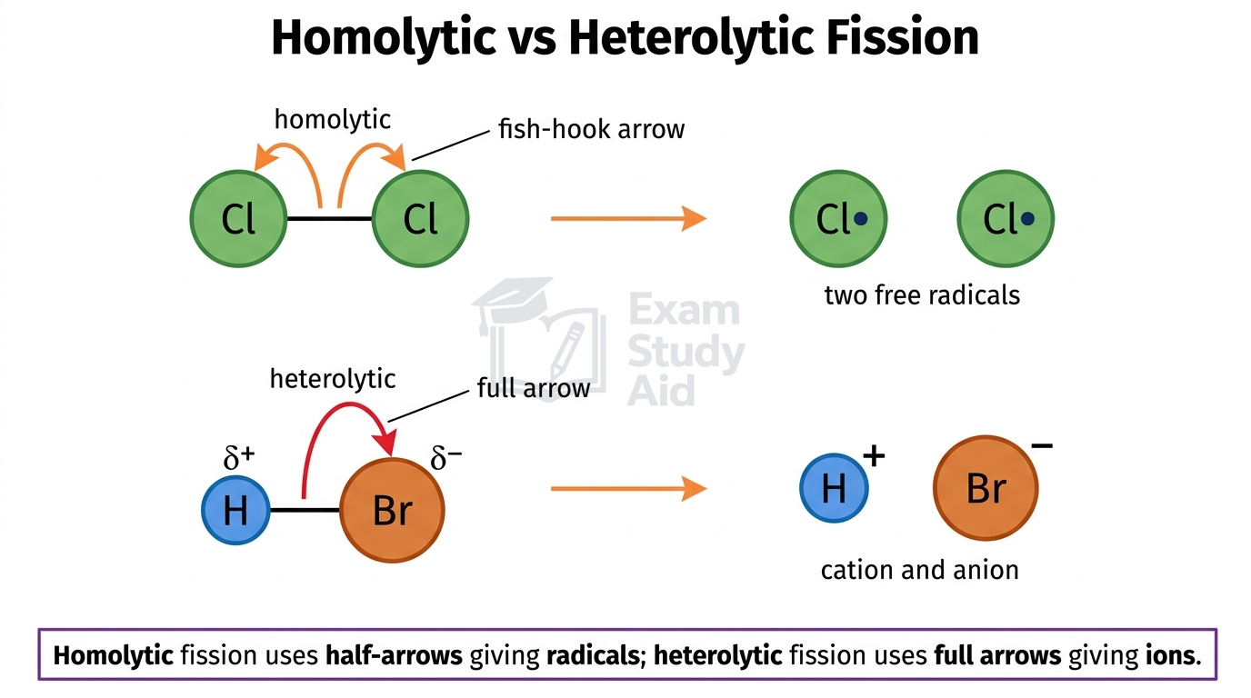 Homolytic fission of Cl2 giving two chlorine radicals with fish-hook half-arrows, versus heterolytic fission of H-Br giving H+ and Br- ions with a full arrow.