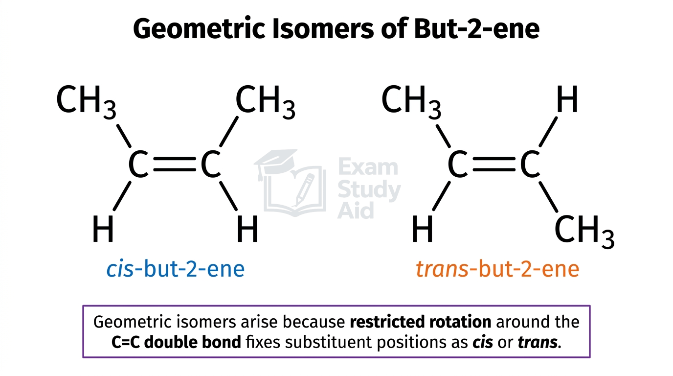 Cis-but-2-ene and trans-but-2-ene skeletal structures showing geometric isomerism from restricted rotation fixing the two methyl groups on the same or opposite sides.