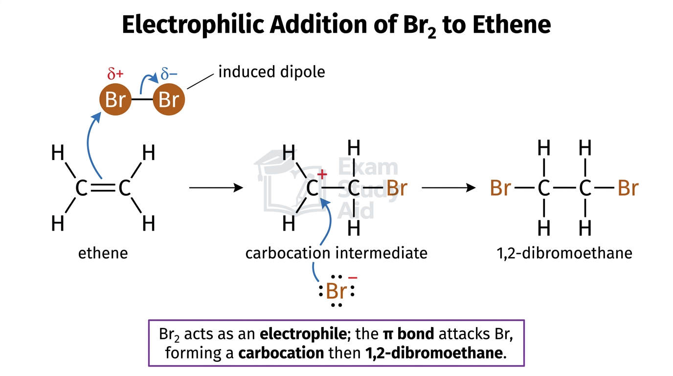Electrophilic addition mechanism of bromine to ethene: induced dipole, pi bond attacking Br, carbocation intermediate and bromide giving 1,2-dibromoethane.