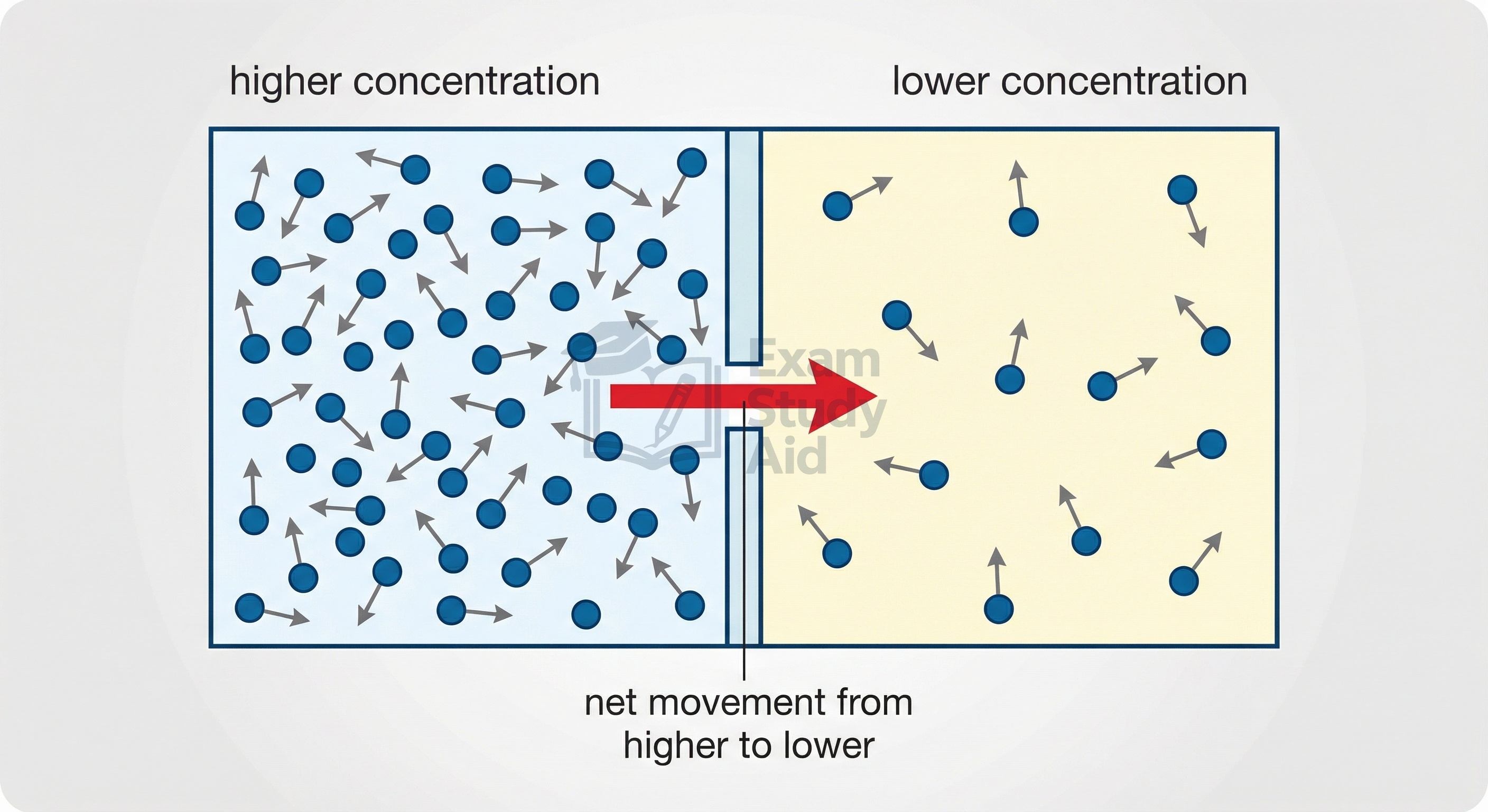 Two connected chambers of moving particles with an arrow showing net movement of particles from the higher to the lower concentration region.