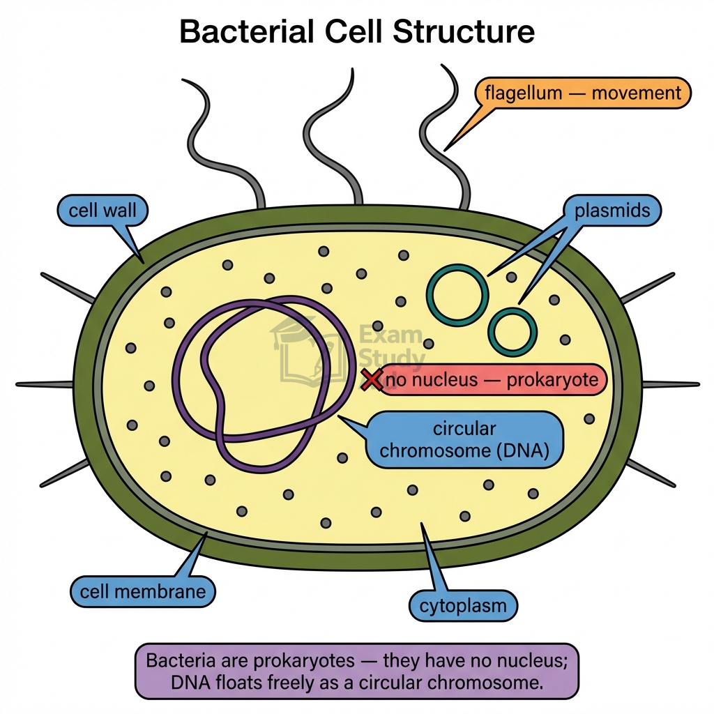 Labelled bacterial cell showing cell wall, cell membrane, cytoplasm, flagellum, plasmids and a circular chromosome of DNA, noting no true nucleus (prokaryote).
